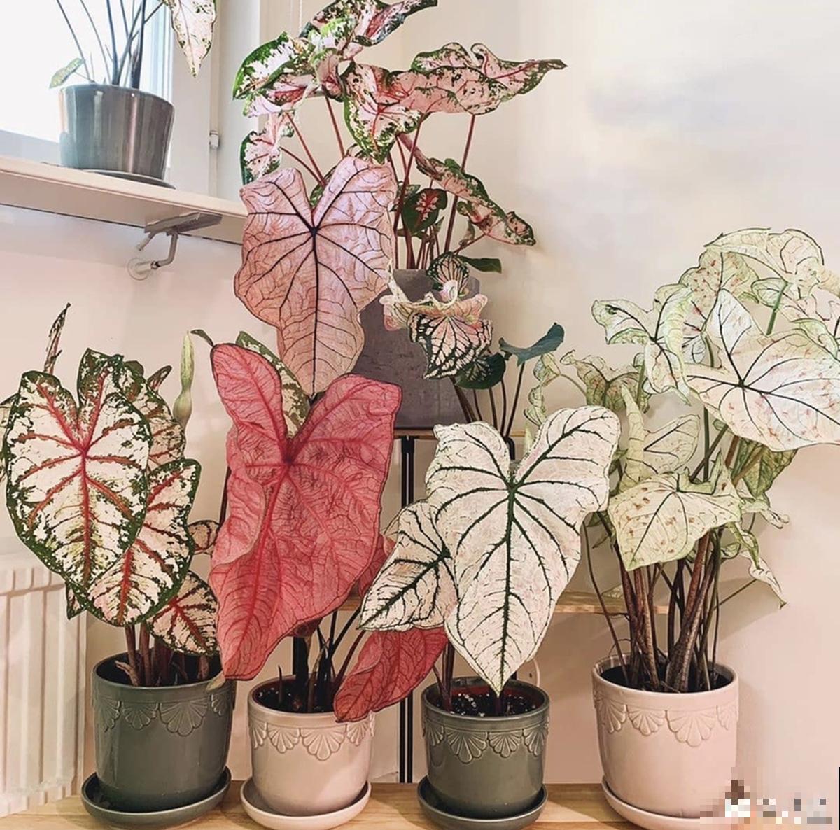 家里没有直射光，适合10种耐阴绿植生长，叶子花花绿绿像油画