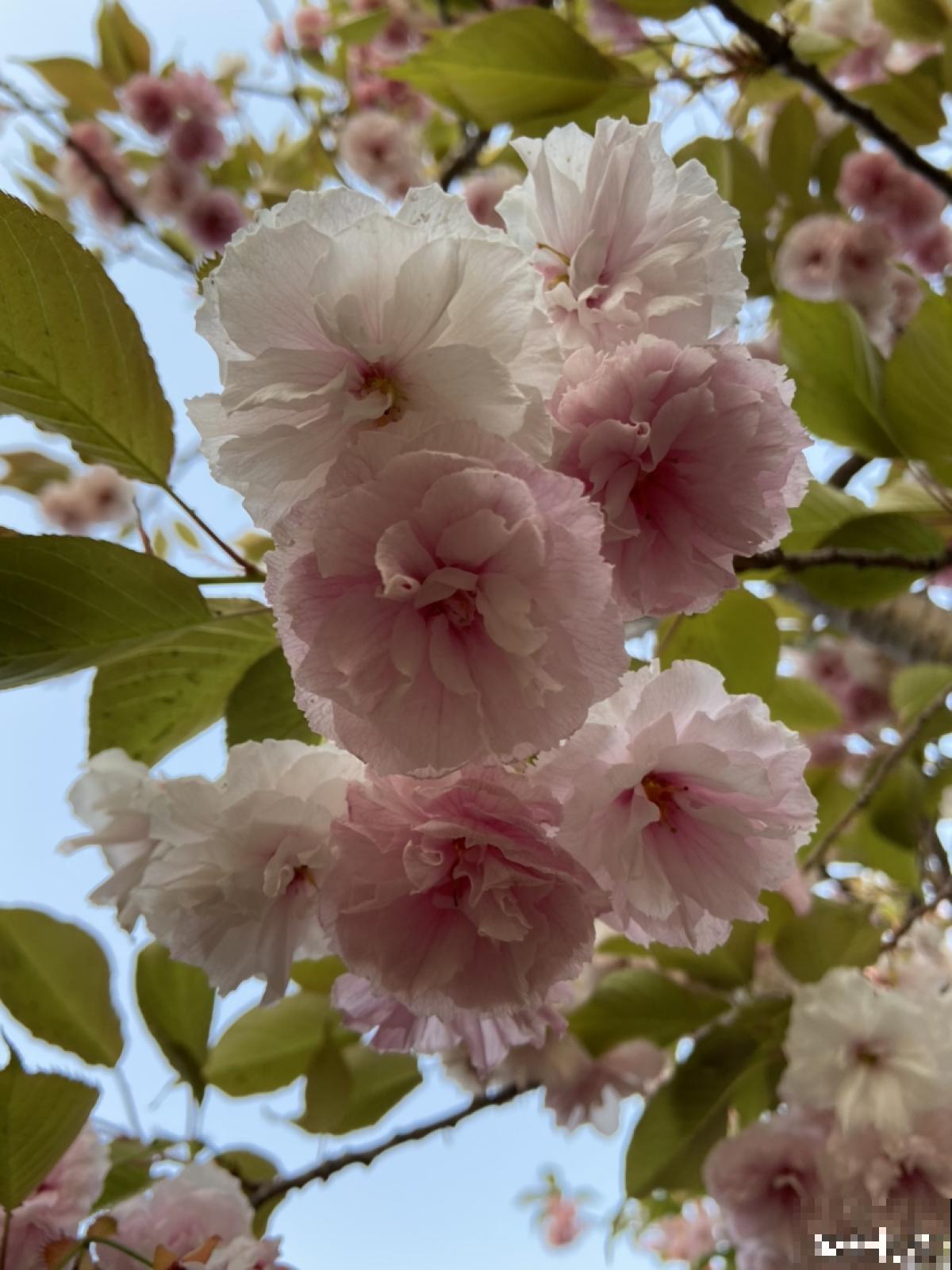 精致的农村院子，主要是种了这4种花，爬藤地栽木本都有