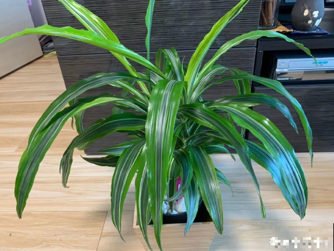 植物搬出门，痛快淋场雨，植物越来越旺