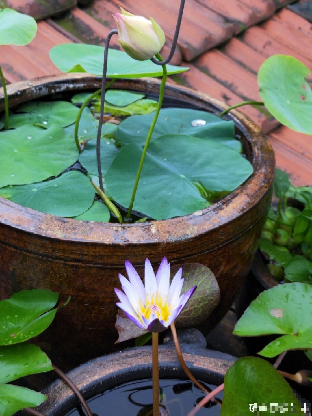 农村捡个大水缸，种点碗莲仙气十足，人见人爱