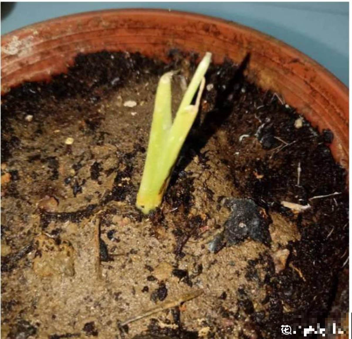 自己做花肥，不花一分钱，肥料更好用，营养还齐全