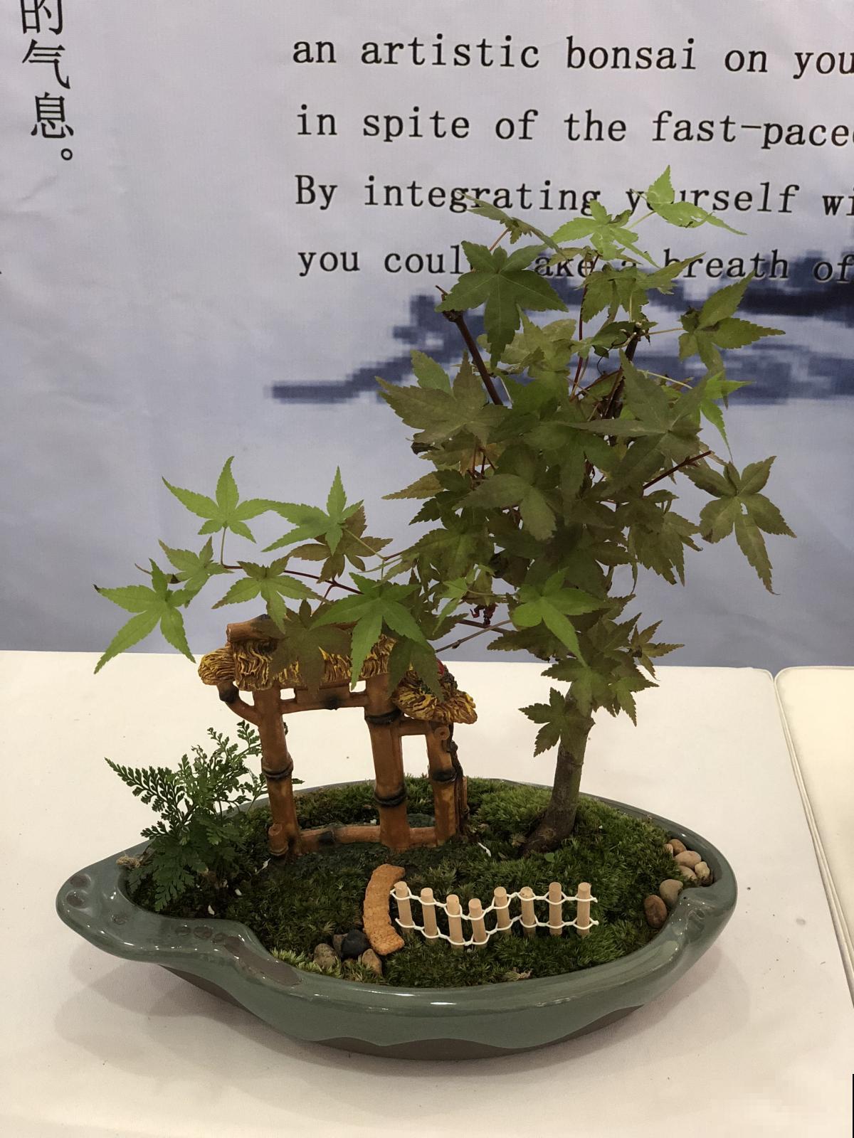 别看苔藓薄薄一层，用处真不少，还特别好养活