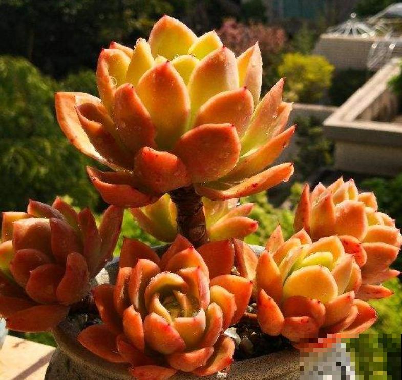 夏天不适合大量购买多肉,但这3种物件,缺一不可 夏天不适合大量购买多肉,但这3种物件,缺一不可