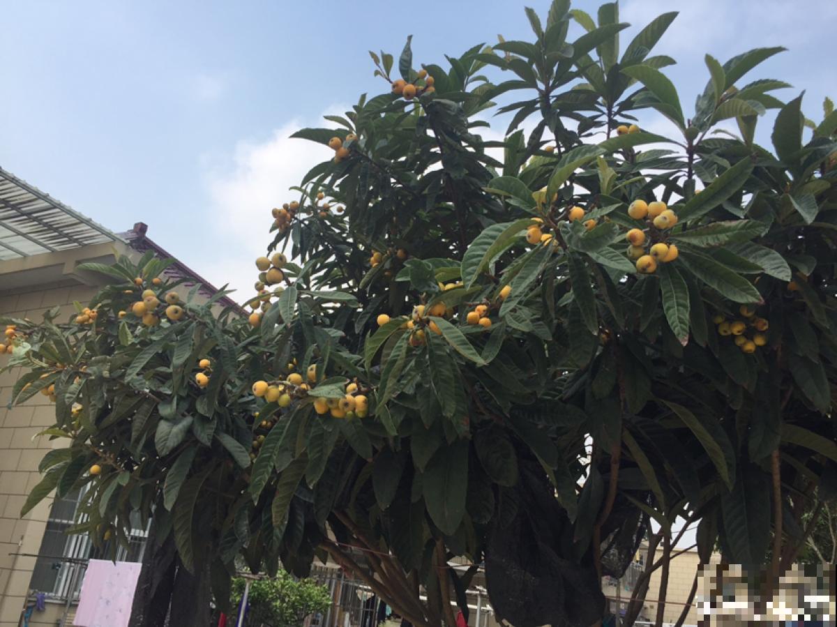 老中医爱养的60种植物，图文并茂特详细，种一盆养人养身心