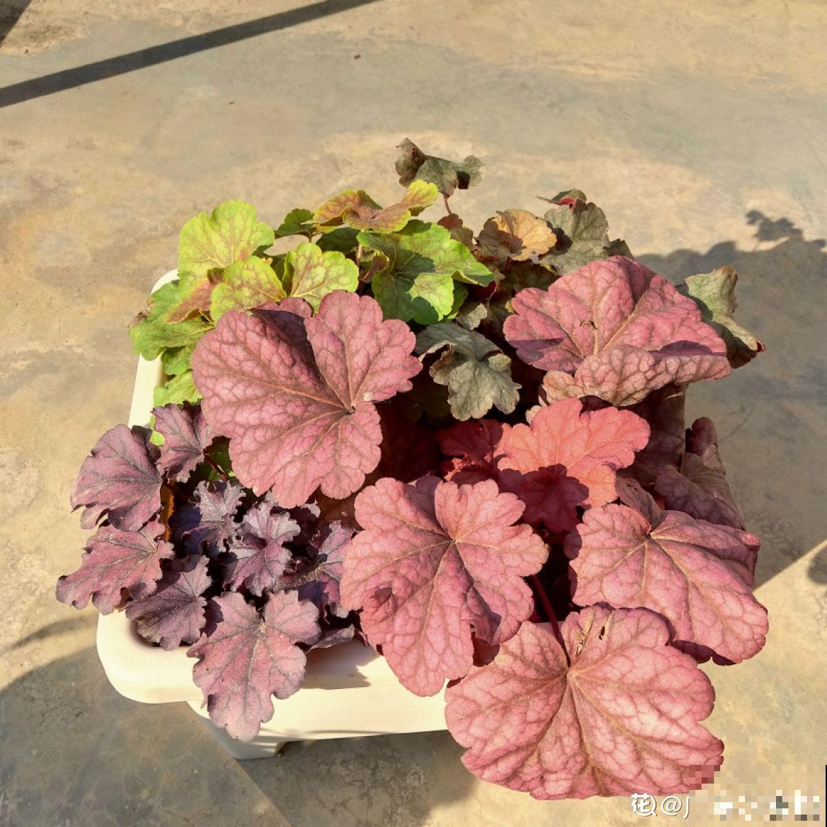 别养绿萝了,这6种彩叶花,家里没光也能养,颜值超高 别养绿萝了,这6种彩叶花,家里没光也能养,颜值超高