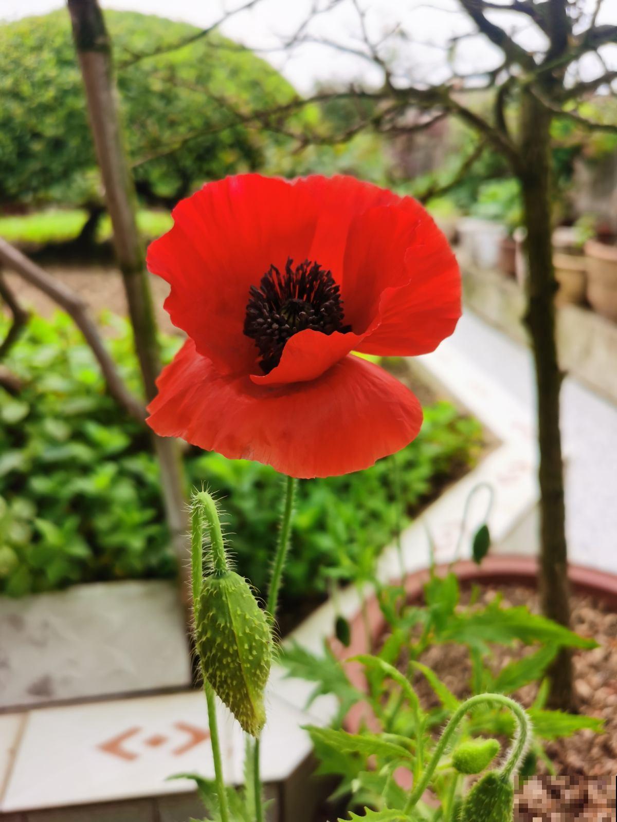 1种花一定要认识，千万不能种家里，容易惹来大麻烦