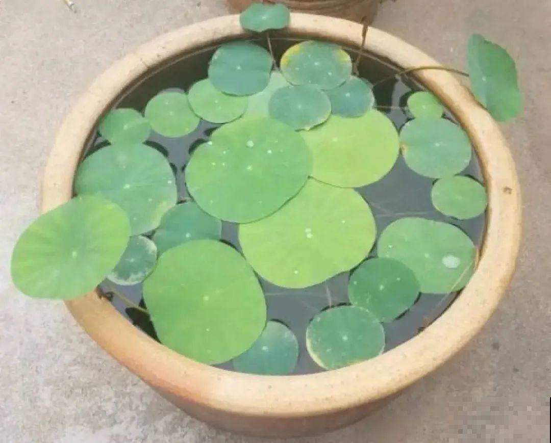 给花喂点小药片,植物开花多,越长越壮 给花喂点小药片,植物开花多,越长越壮