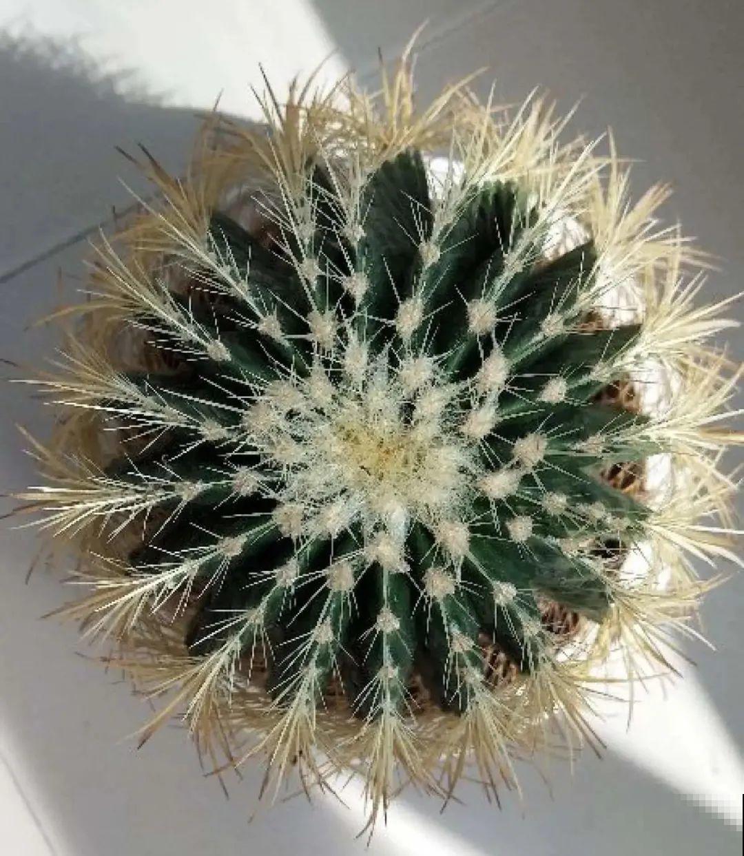 家里养8种花，独特有气质，还有满满安全感