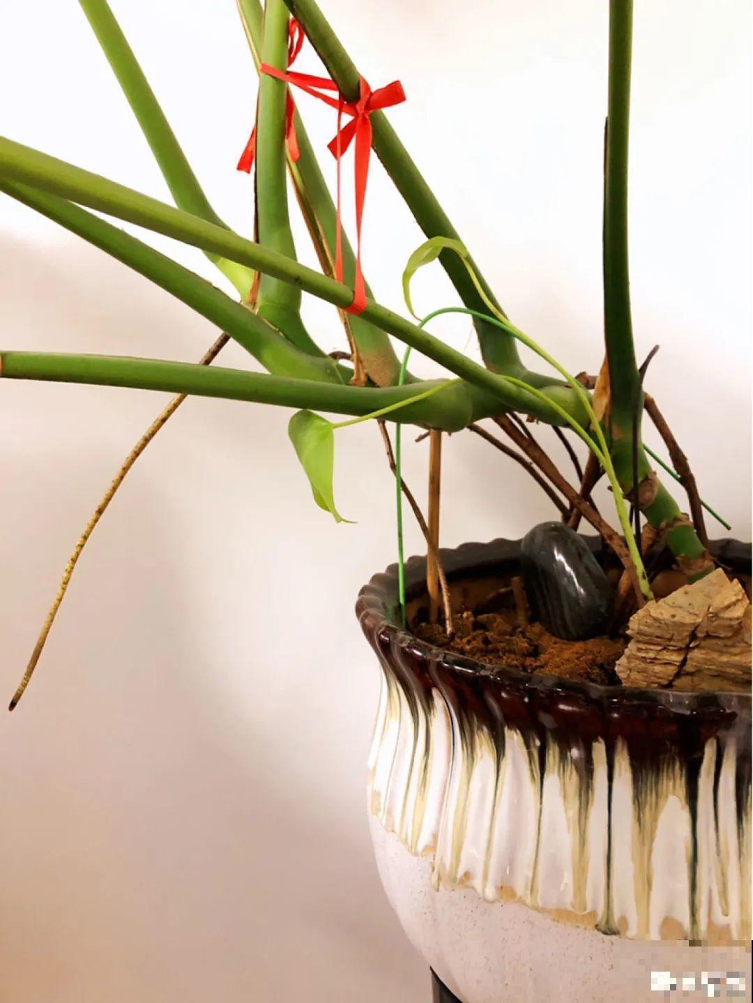 大叶子耐阴花，室内一定养，叶子比脸大，真凉快