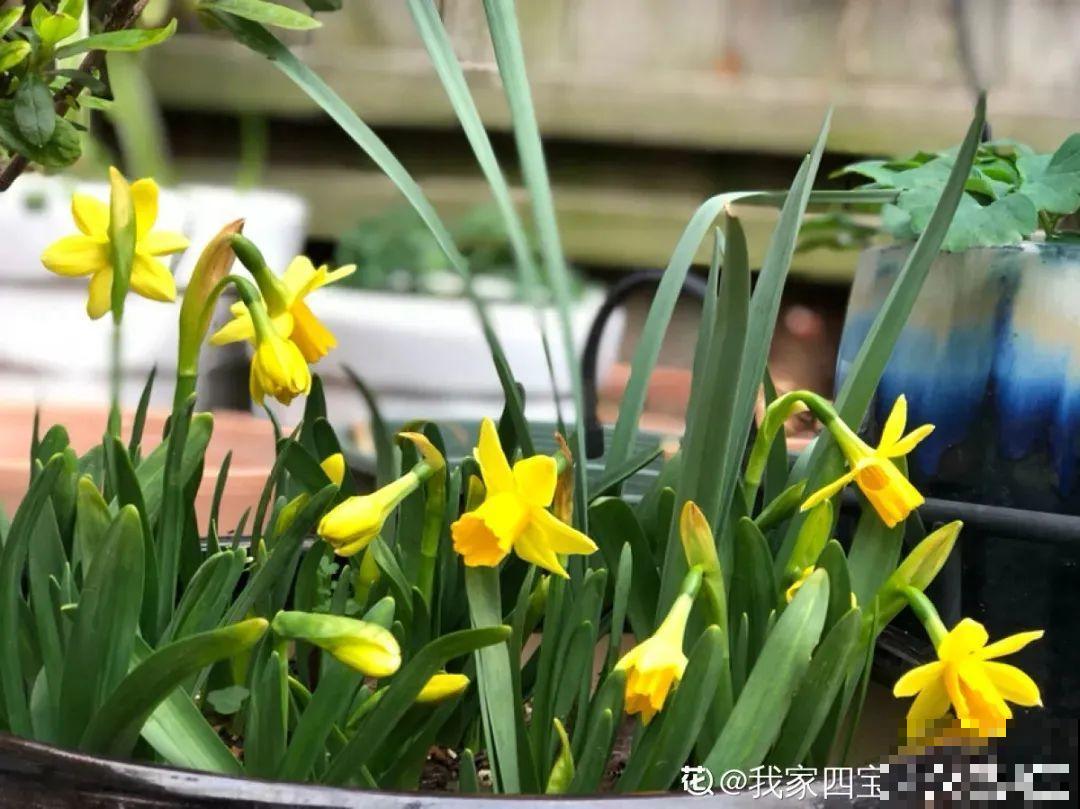 家里养的“仙女花”，奶奶非说是芹菜，还薅一把想炒菜吃
