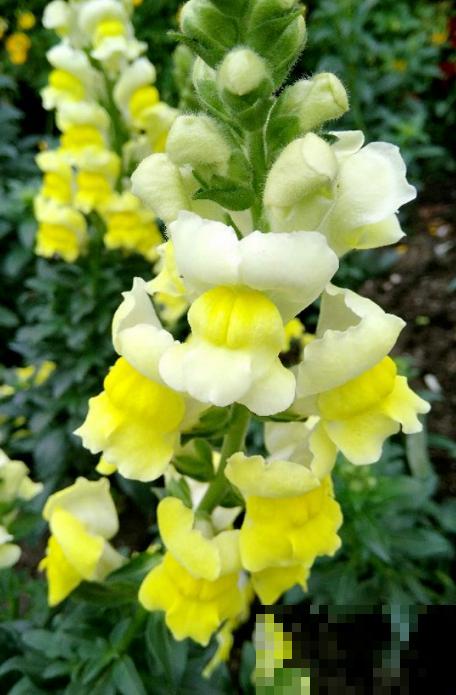 秋天是养草花的季节，12种草花现在播种，俩月就能开花