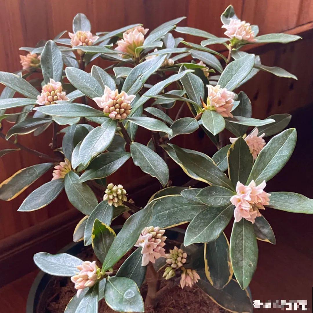 初秋8种花不能剪，轻则不开花，严重可能剩空盆
