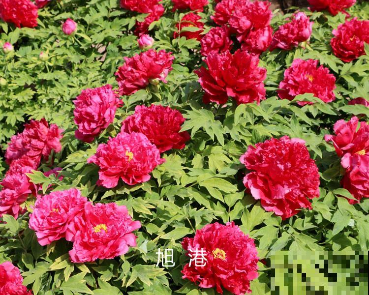 中国人最爱养的花，富贵又大气，养大门口特有面子！