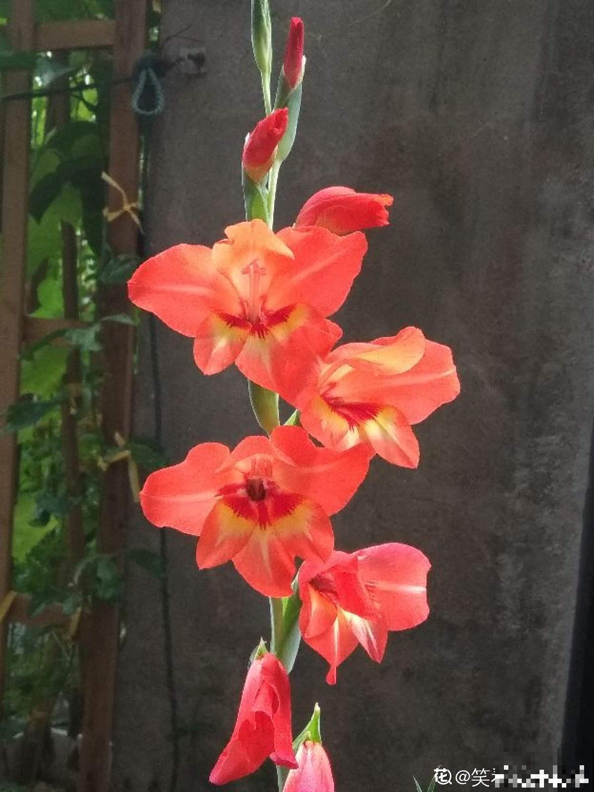 花不止配女士,有4种花也格外受到男士喜爱 花不止配女士,有4种花也格外受到男士喜爱