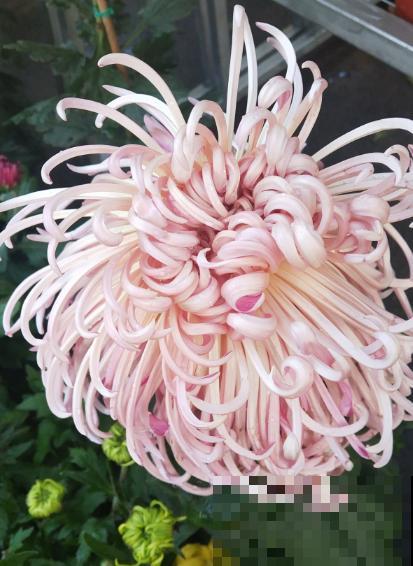 秋天养盆“千朵花”，满盆都是花苞，热热闹闹特好看