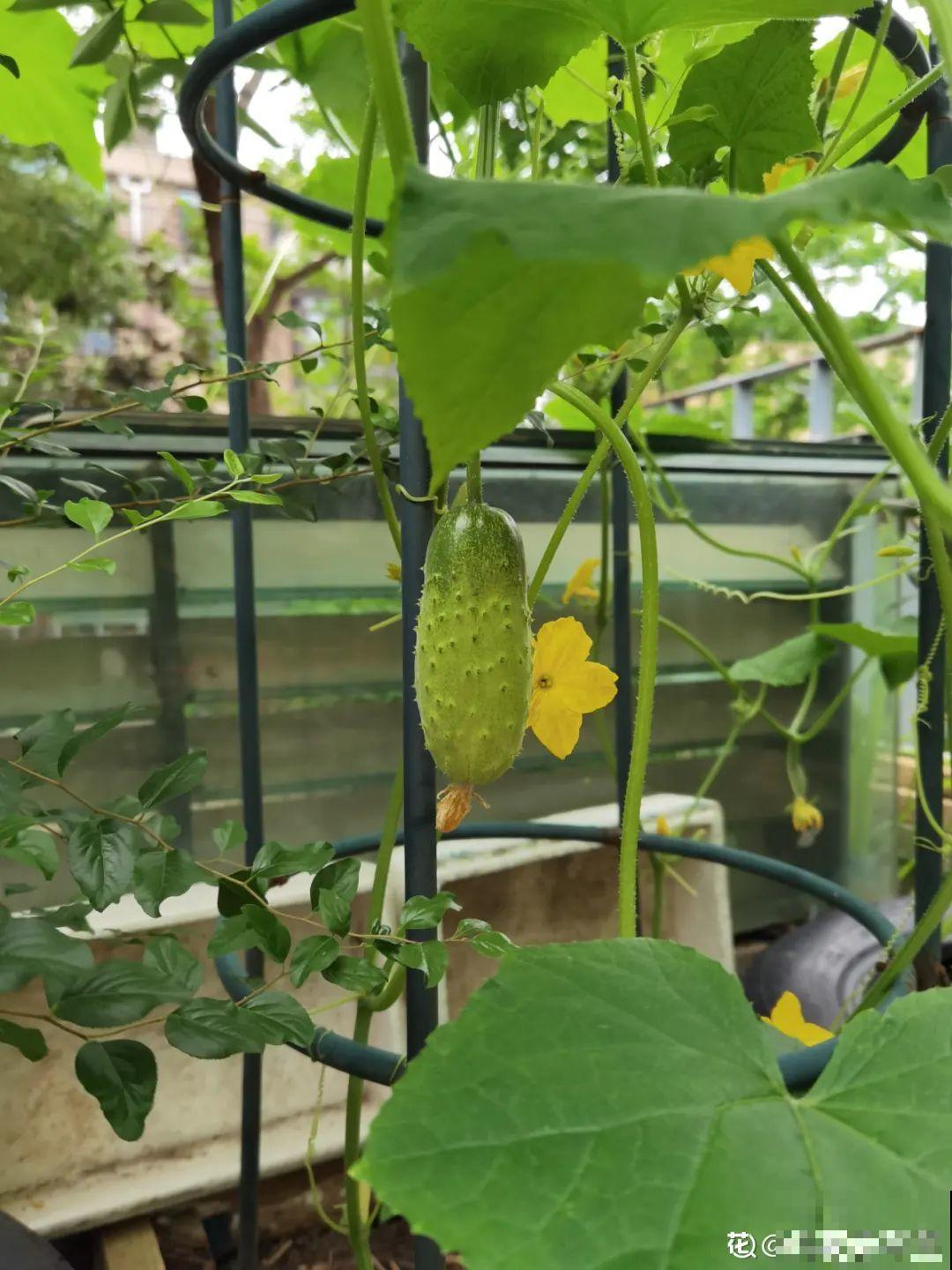 有个小院种种菜,养点花草,忘记半生喧嚣 有个小院种种菜,养点花草,忘记半生喧嚣