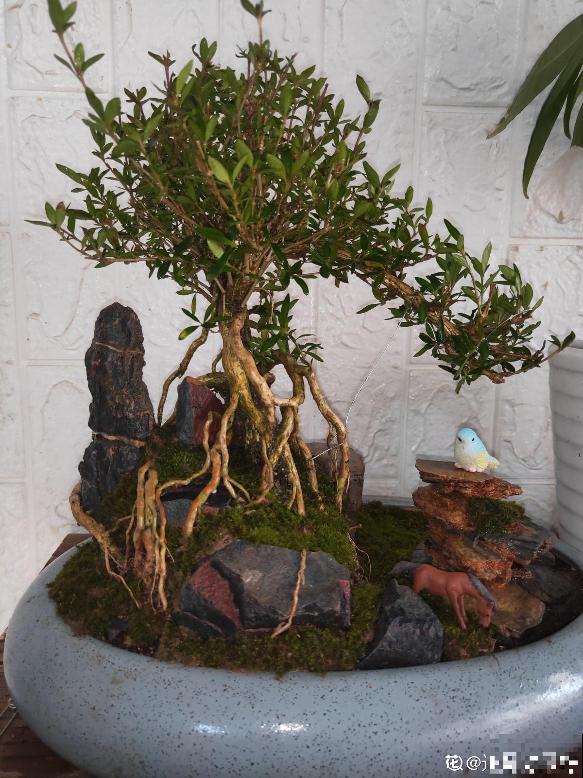 别看苔藓薄薄一层，用处真不少，还特别好养活