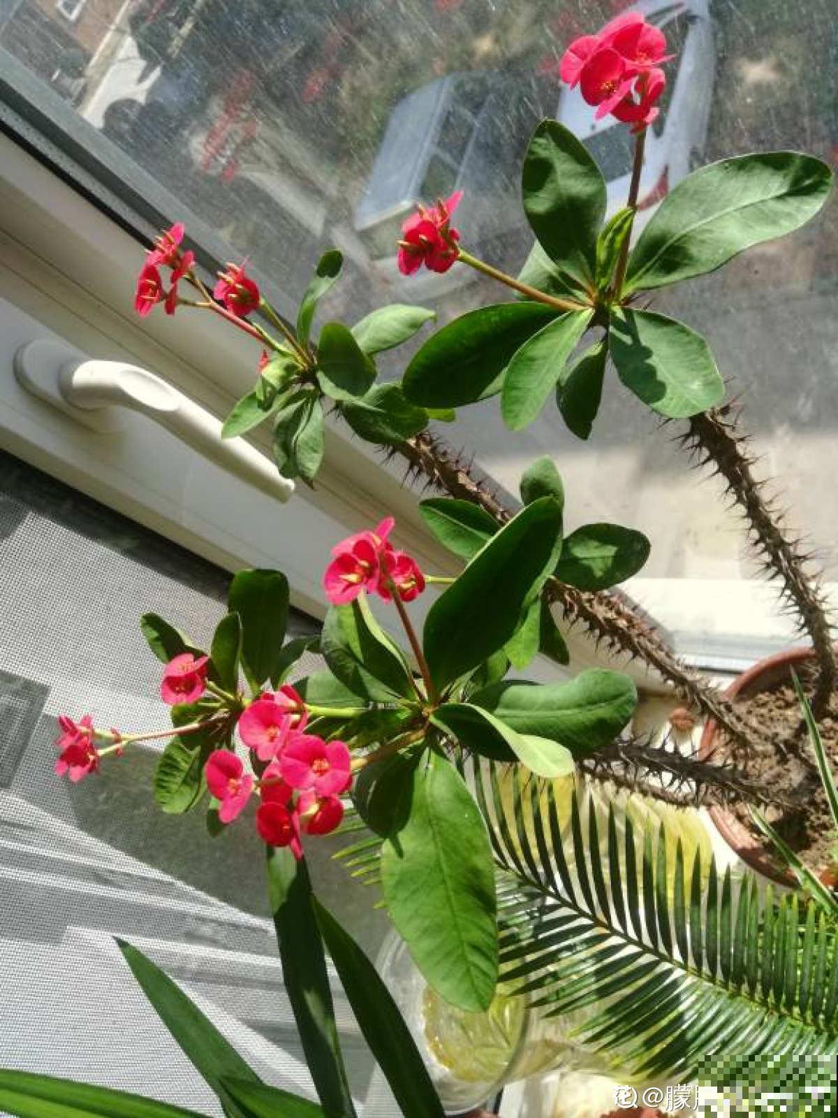 虎刺梅好养也好看，学好这5步，超长花期停不下来