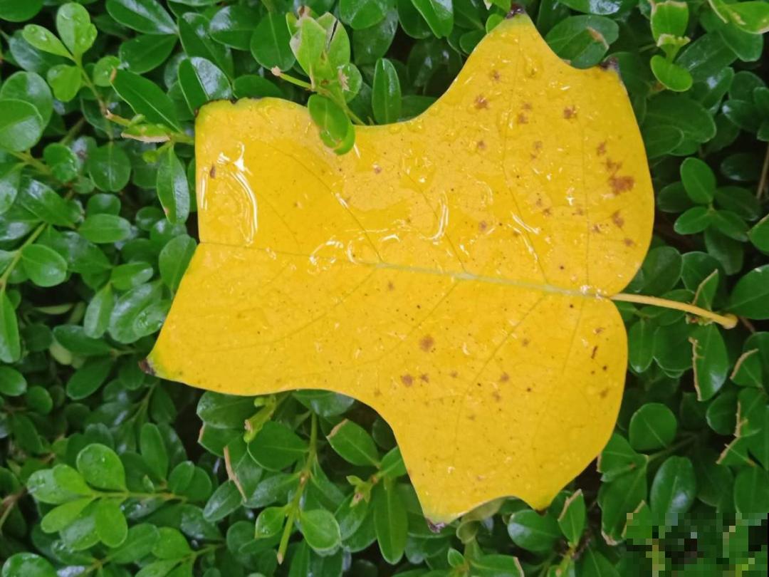 路边野花别乱采，采了有麻烦，再好看也别碰