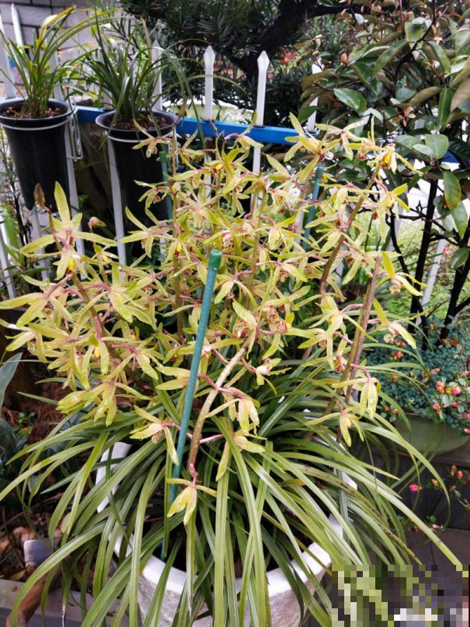 养花“黑名单”实在太难养，心累