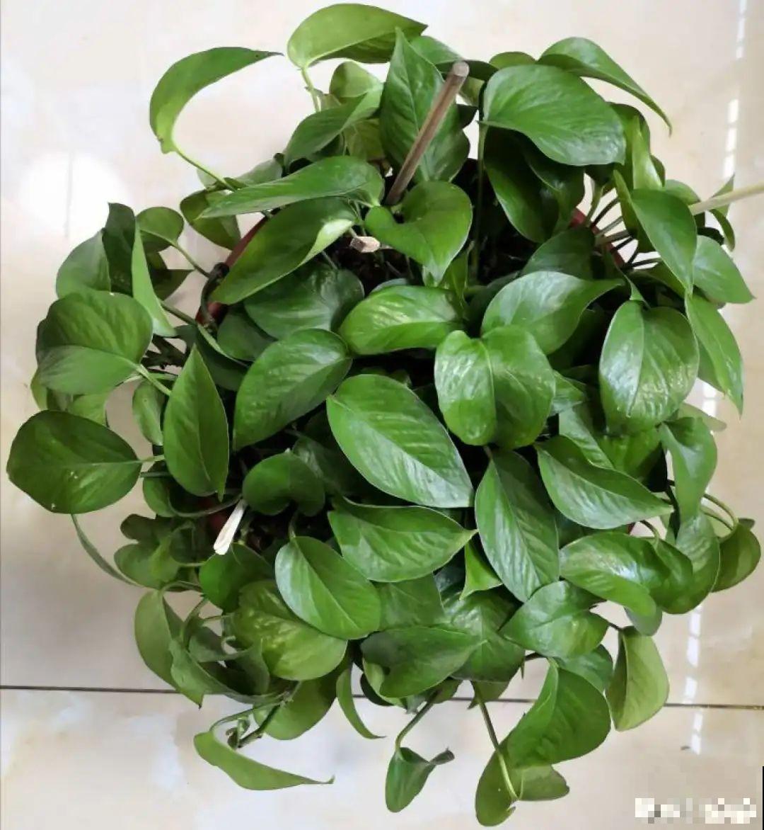 夏天养绿萝，注意4个要点，嗖嗖蹿个子，长成绿窗帘