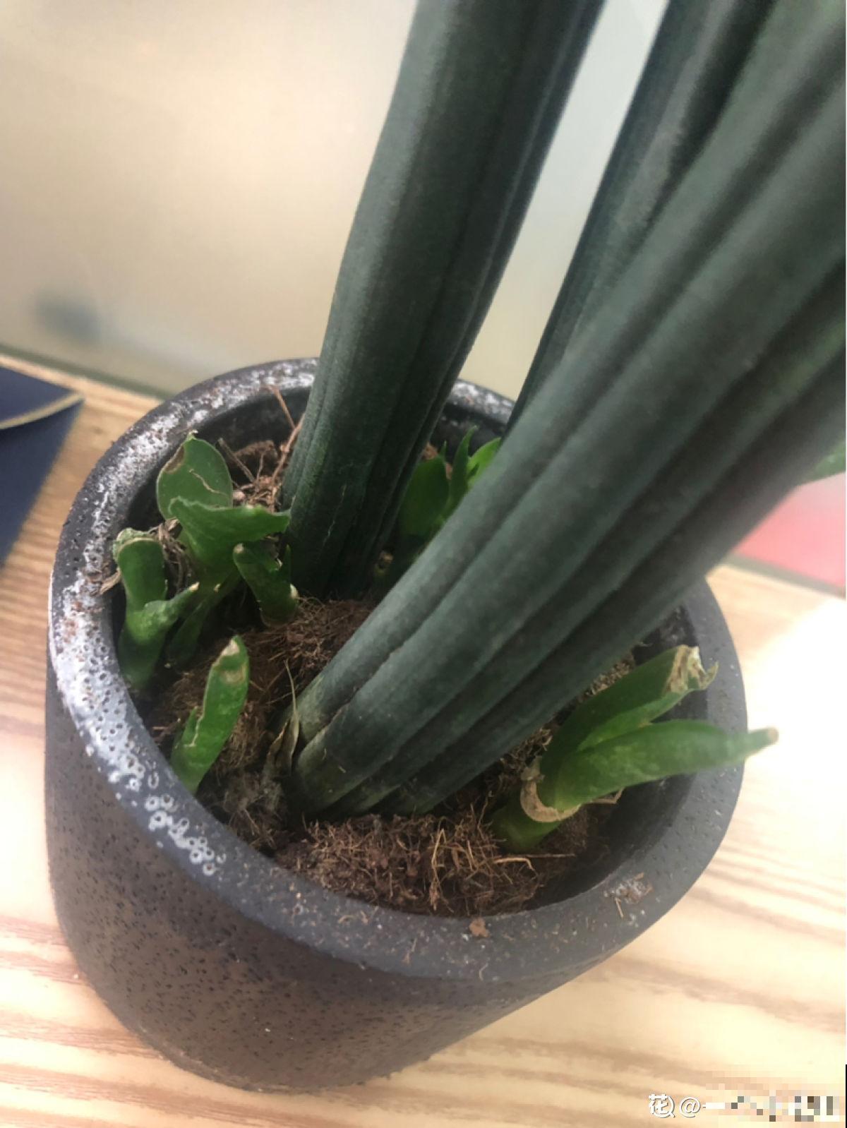 秋天养护虎尾兰,3个要点要注意,冒出满盆“小钢芽” 秋天养护虎尾兰,3个要点要注意,冒出满盆“小钢芽”