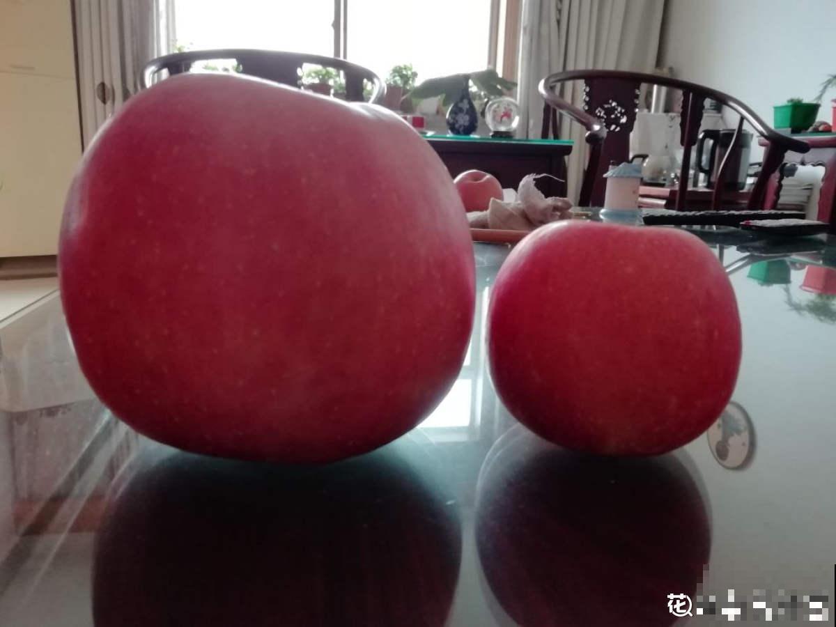 山东也是水果之乡！5种山东特色水果，你吃过几种