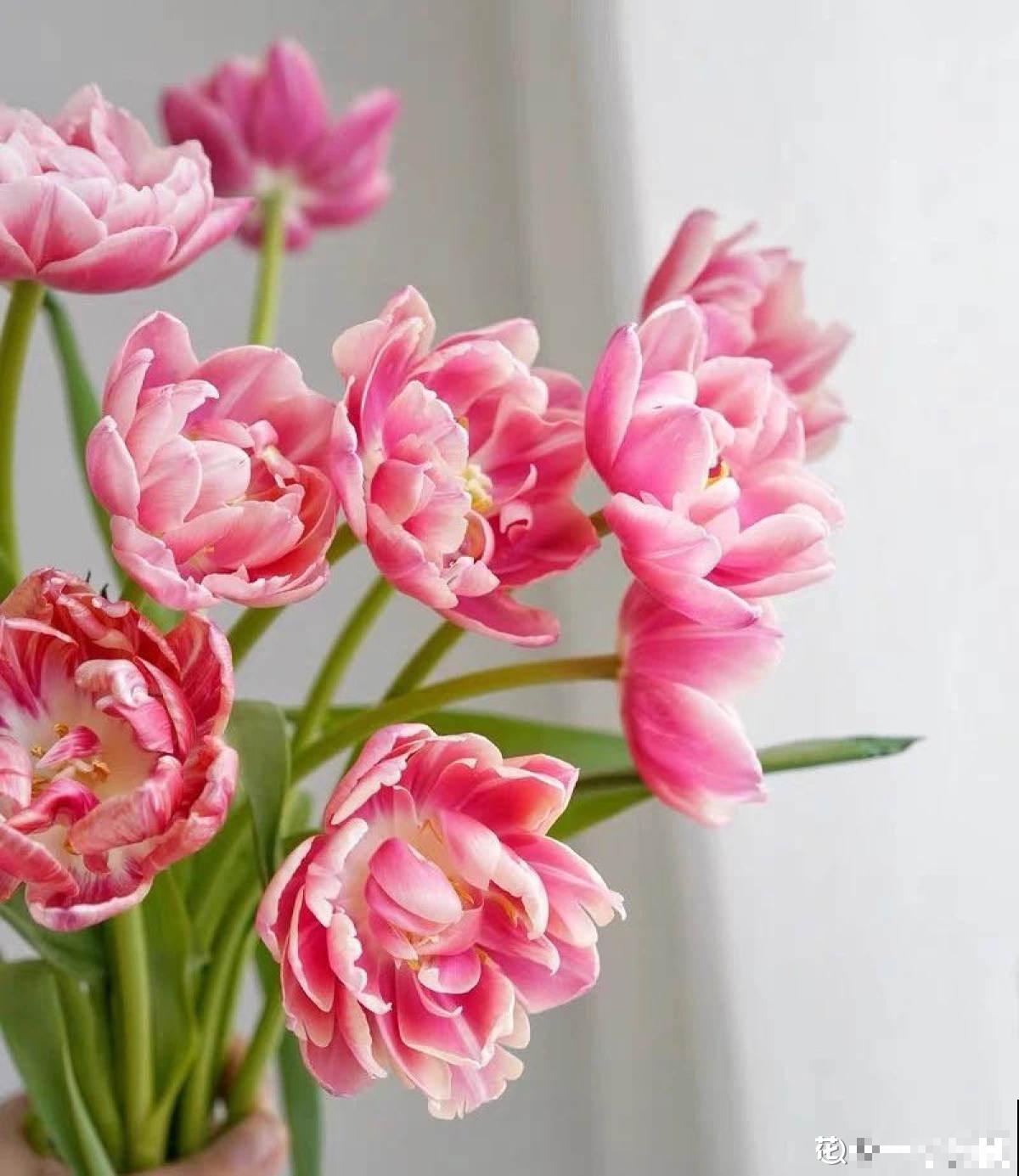 教师节来临，准备这8种花，陪老师温暖过节