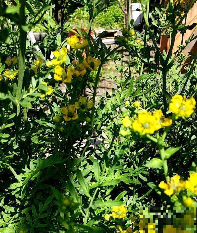 江西无蚊村,种满“驱蚊树”,一年四季没蚊子 江西无蚊村,种满“驱蚊树”,一年四季没蚊子