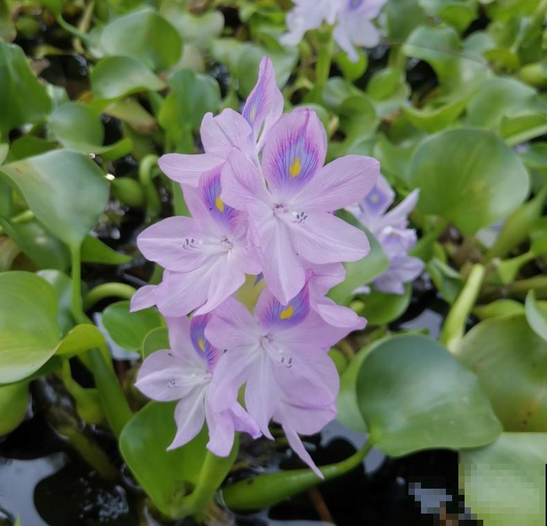 农村常见的饲料，拿来养花，枝叶特健壮