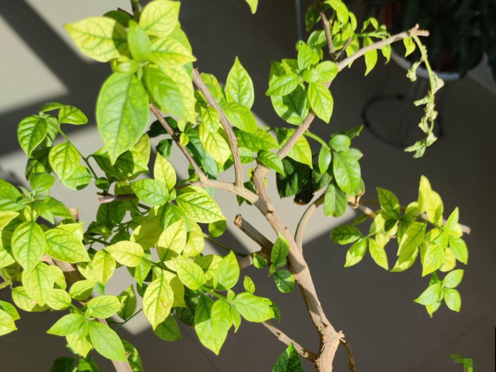 9个开花劳模，施肥不能停，不然越养越差劲