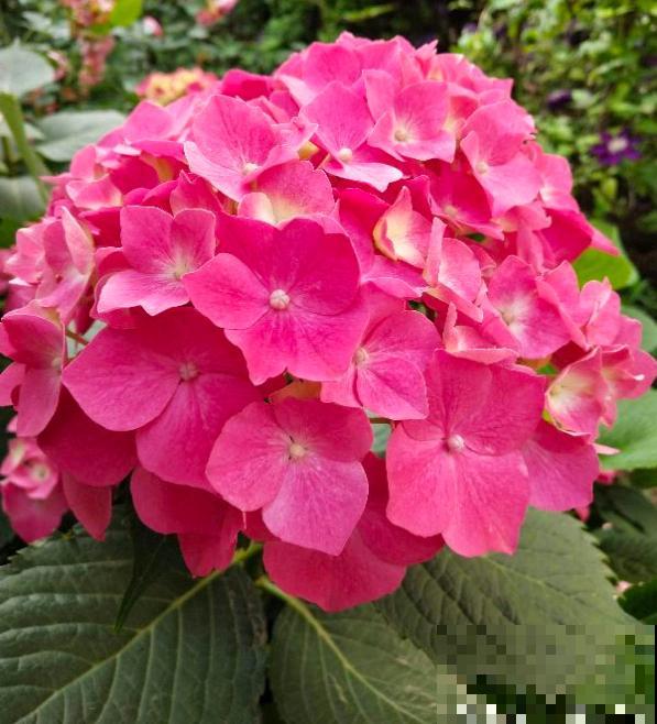 夏天的绣球花,下雨后搬出去,淋雨长更旺 夏天的绣球花,下雨后搬出去,淋雨长更旺