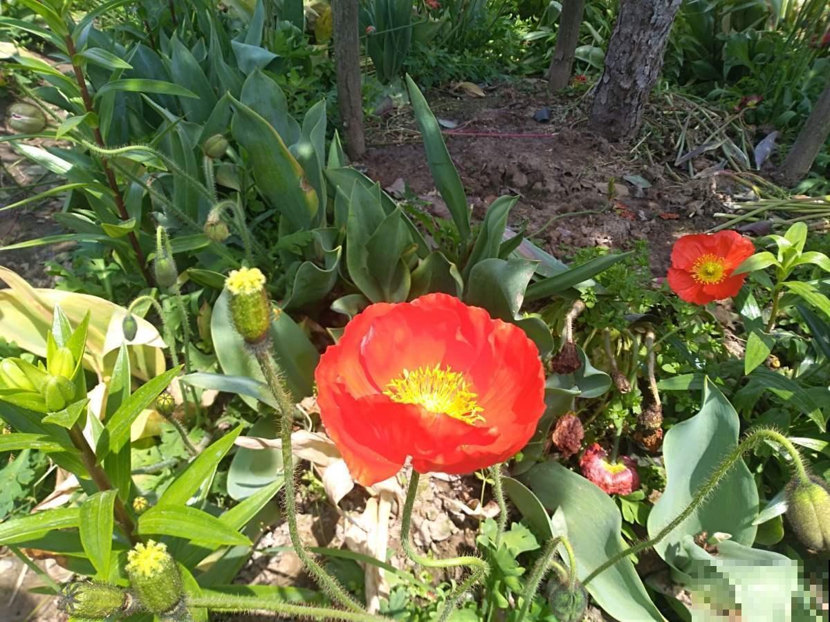 常见花卉就没毒?错了!5种常见花有毒 常见花卉就没毒?错了!5种常见花有毒