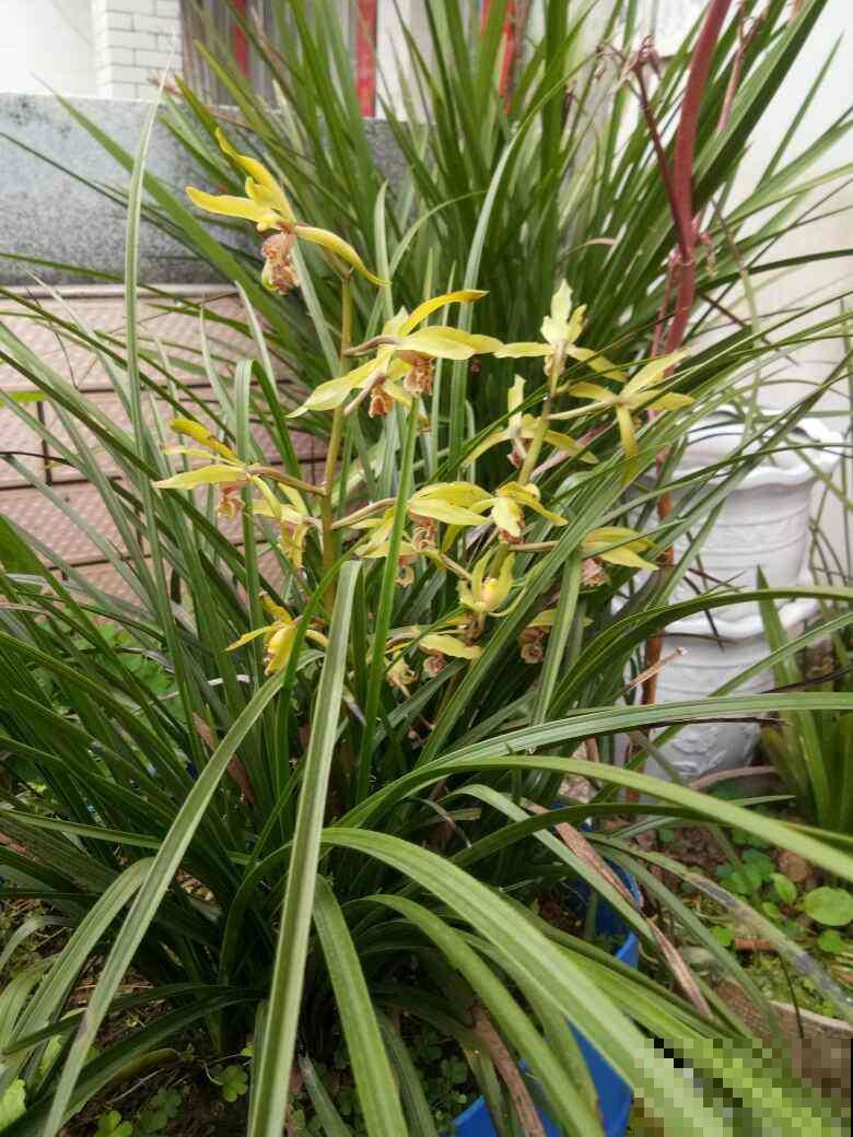 有故事的花，不在于多么金贵