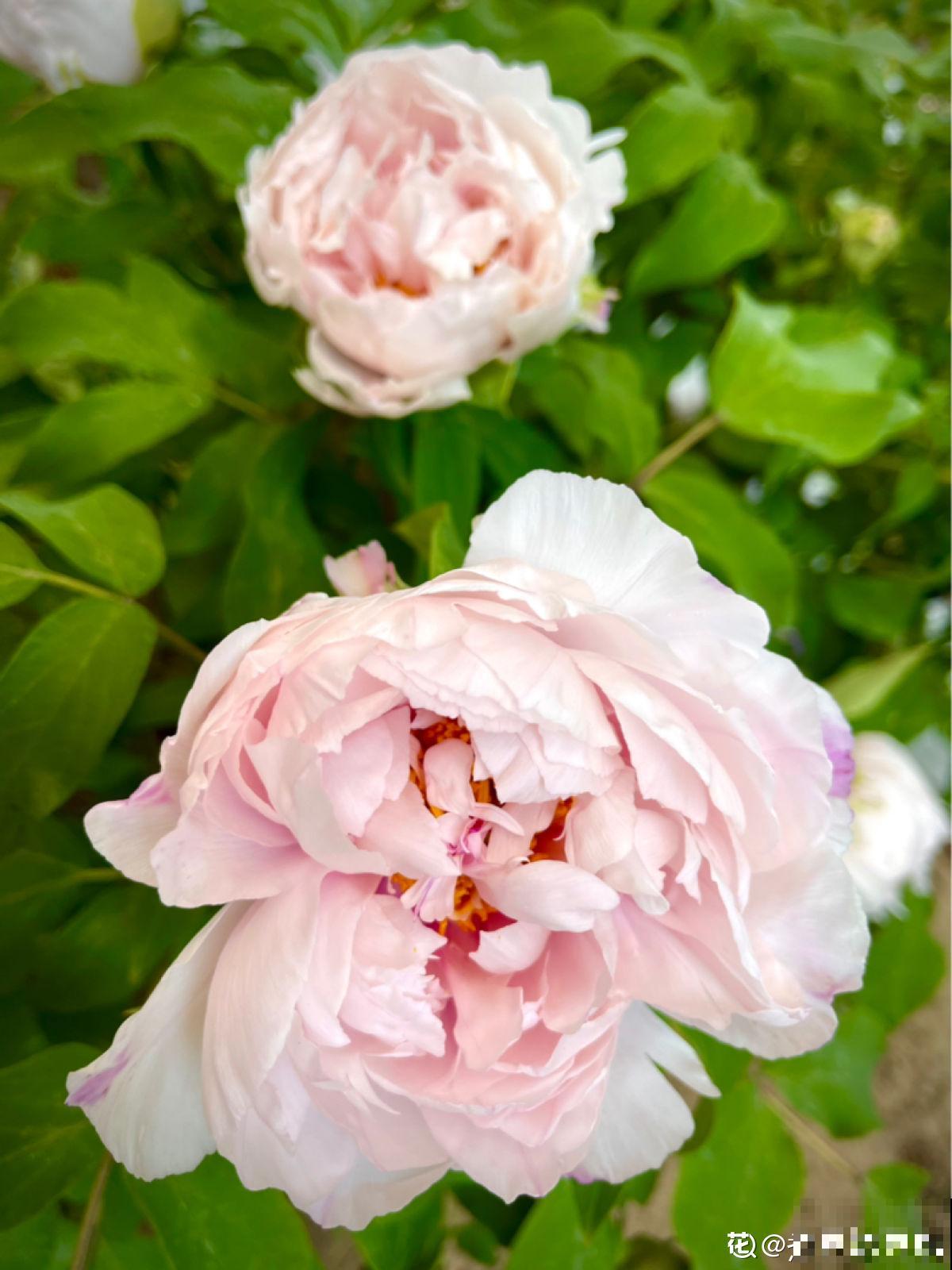 4种便宜花,年限越长越金贵,养好了能当成传家宝 4种便宜花,年限越长越金贵,养好了能当成传家宝