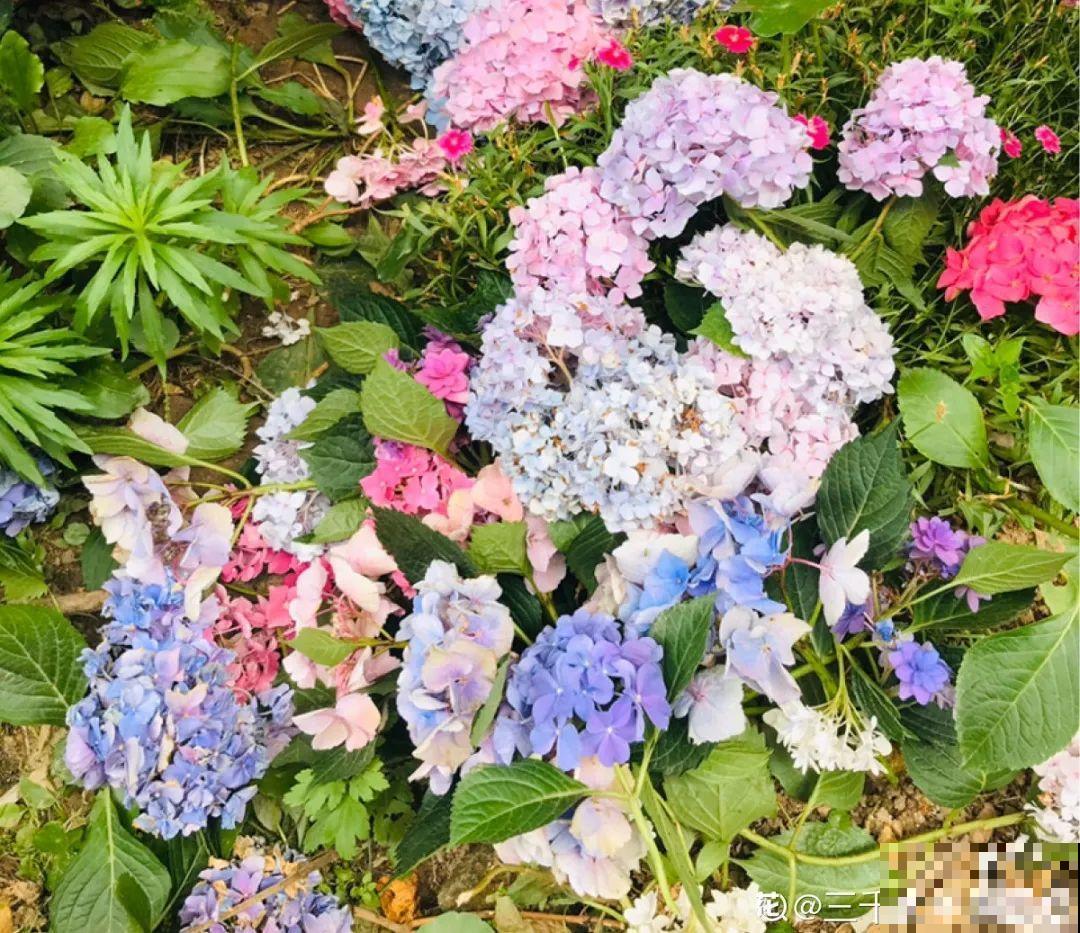 6月份扦插，选好合适的植物品种，沾土、泡水都能活