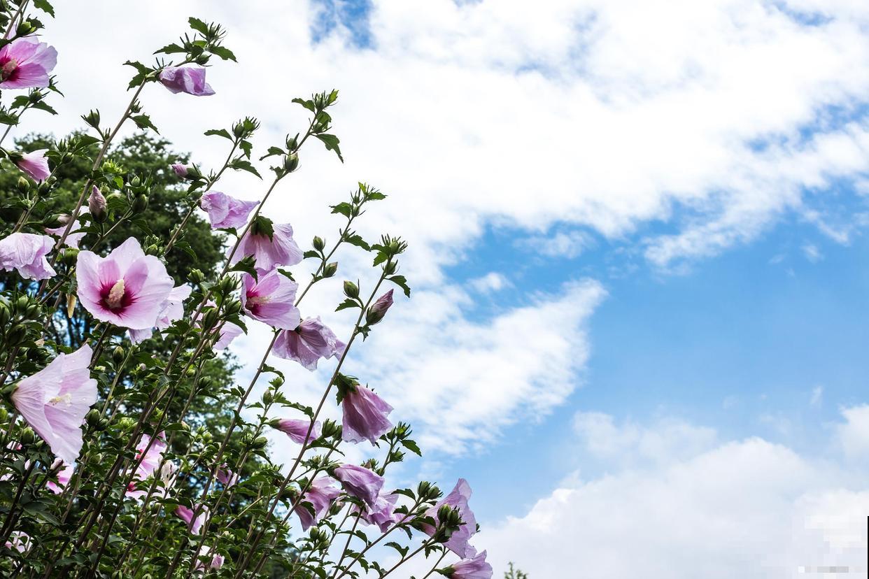 木槿花虽美，却也不娇嫩，坚韧是它的代名词
