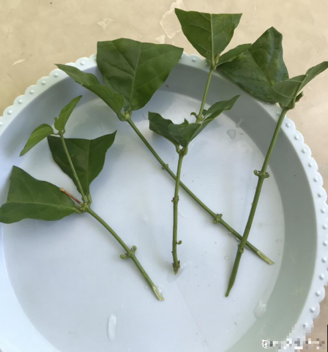 立秋后，7种花要扦插，满盆开花结果子