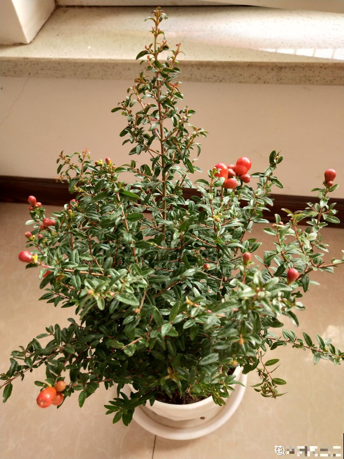 5种水果,让果实压弯树枝,摘下就能吃 5种水果,让果实压弯树枝,摘下就能吃