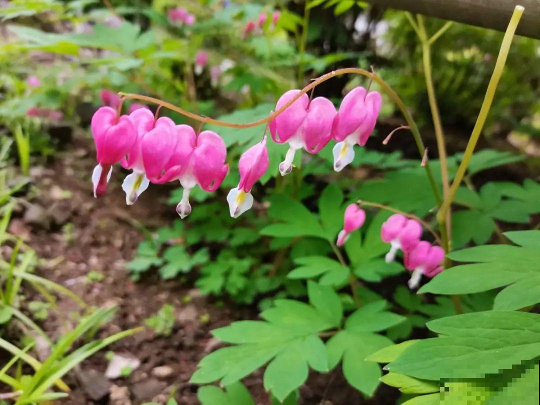 家里别只养绿萝,15种精致耐阴花,光照不好也能长很美 家里别只养绿萝,15种精致耐阴花,光照不好也能长很美