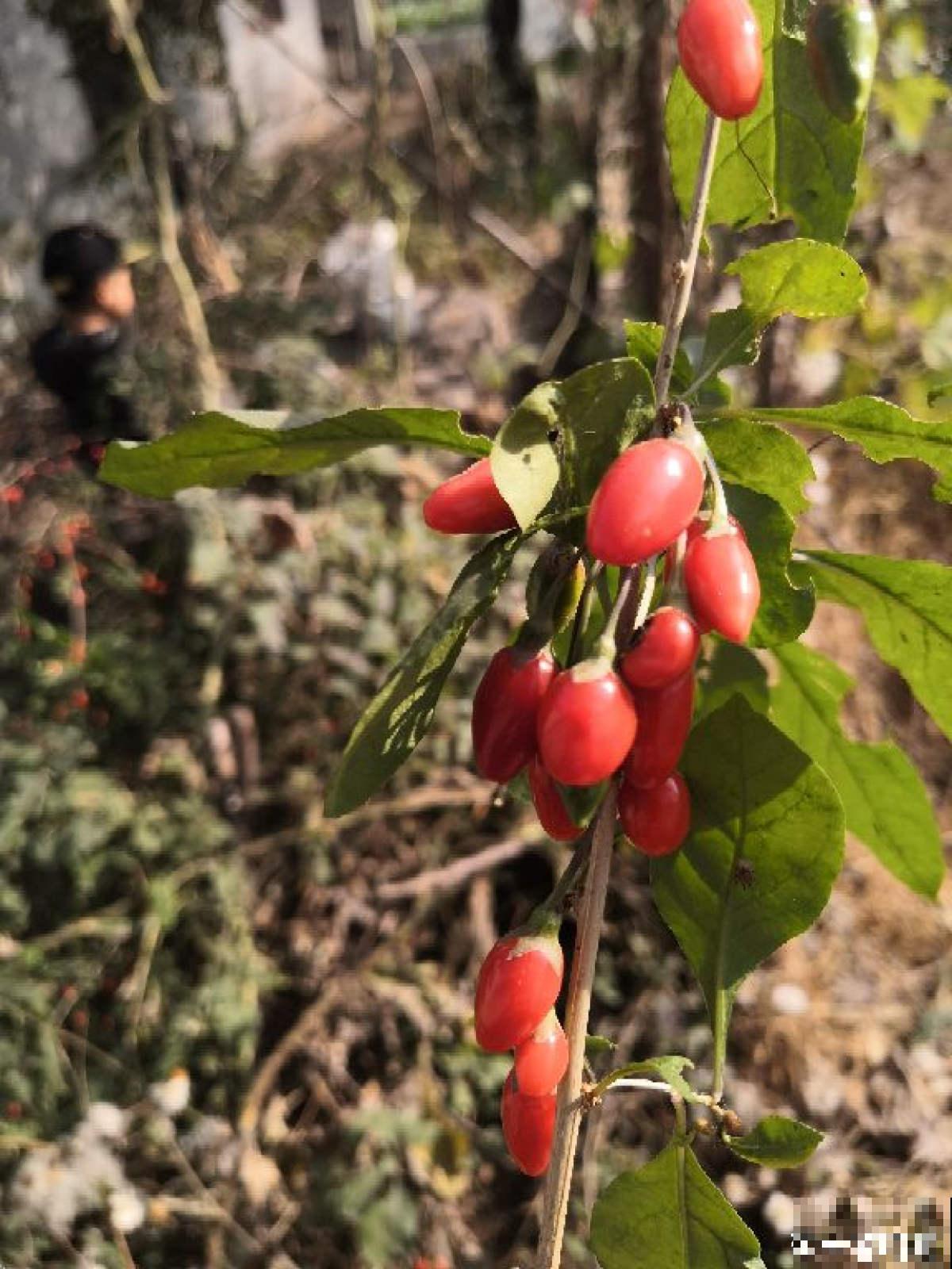 老中医爱养的60种植物，图文并茂特详细，种一盆养人养身心