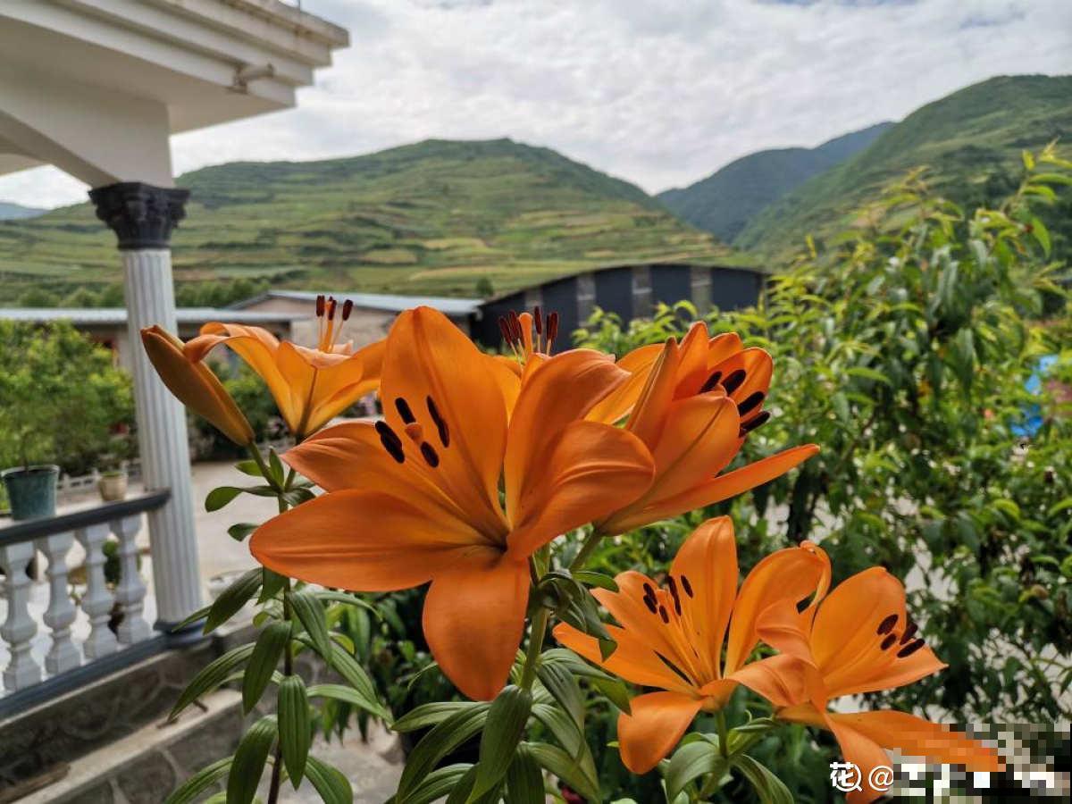 因为一盆花，丈夫和我大吵一架，爱花香有什么错