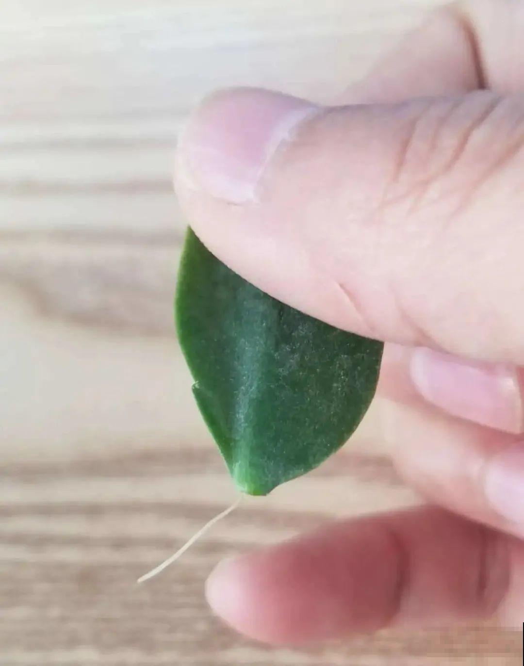 夏天看见气生根,赶紧剪下来,插土里就活 夏天看见气生根,赶紧剪下来,插土里就活