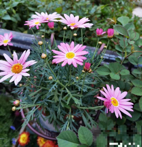 秋天到,花多多也该准备上了,早点用上开花多 秋天到,花多多也该准备上了,早点用上开花多