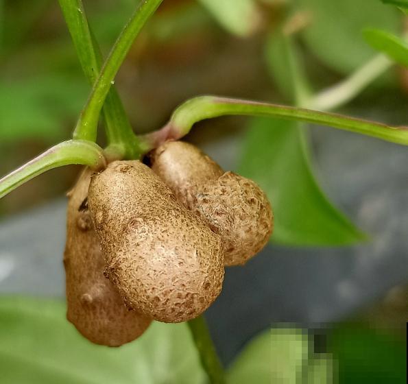 老中医爱养的60种植物，图文并茂特详细，种一盆养人养身心
