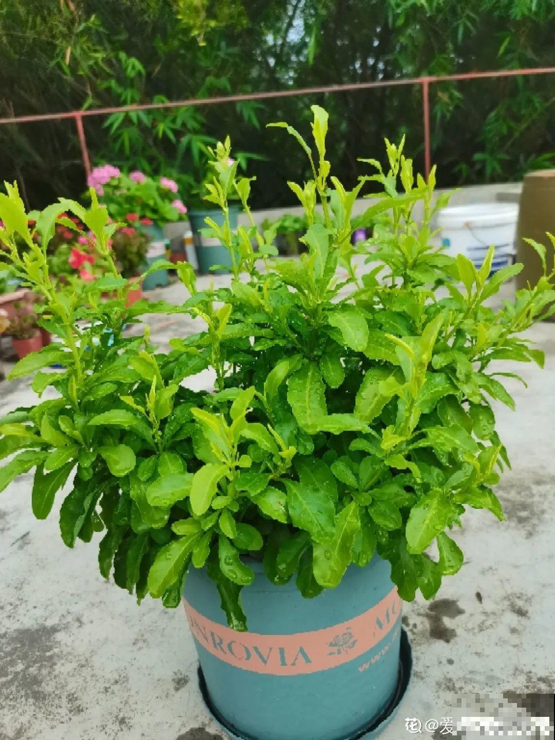 养花大神的爆花技巧，我给大家偷来了，赶紧学