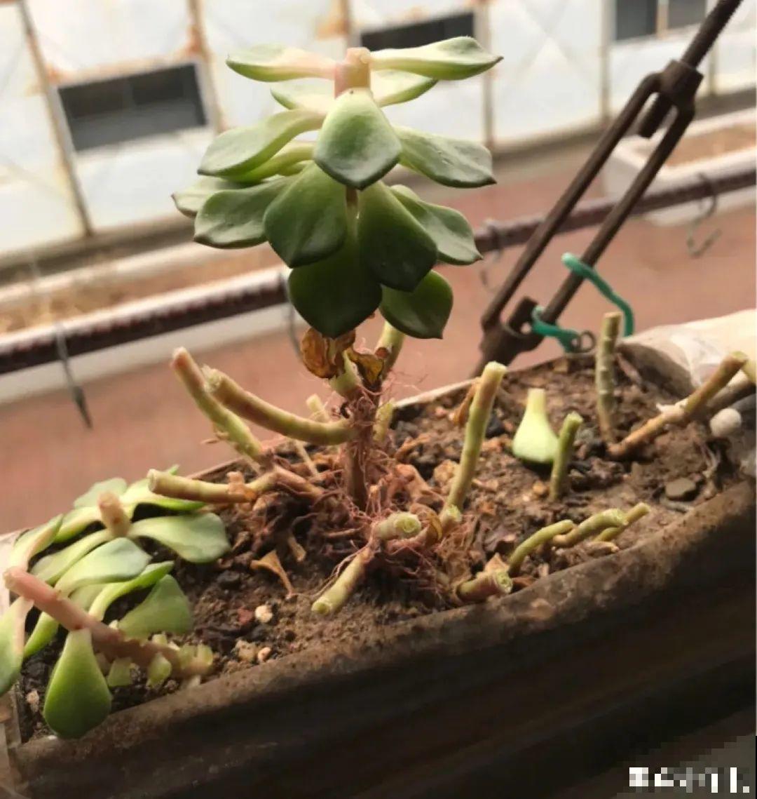 6种花夏天难养，贴土面砍一刀，新芽呼呼冒