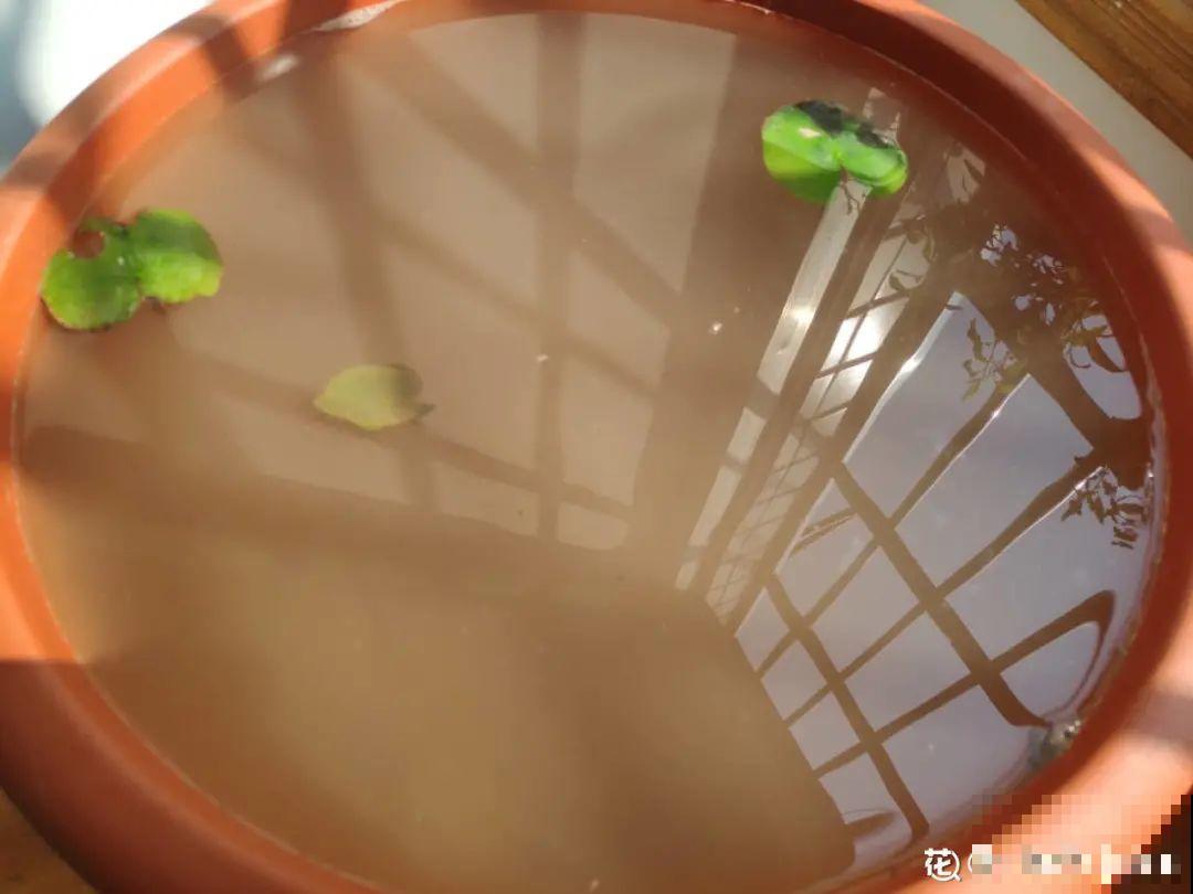 9种土别拿来养花,对花不好,容易黄叶烂根 9种土别拿来养花,对花不好,容易黄叶烂根