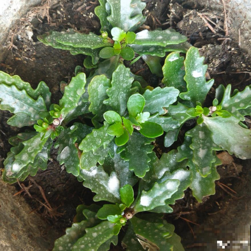 天热要修剪的花，不剪死得快，活不过夏天