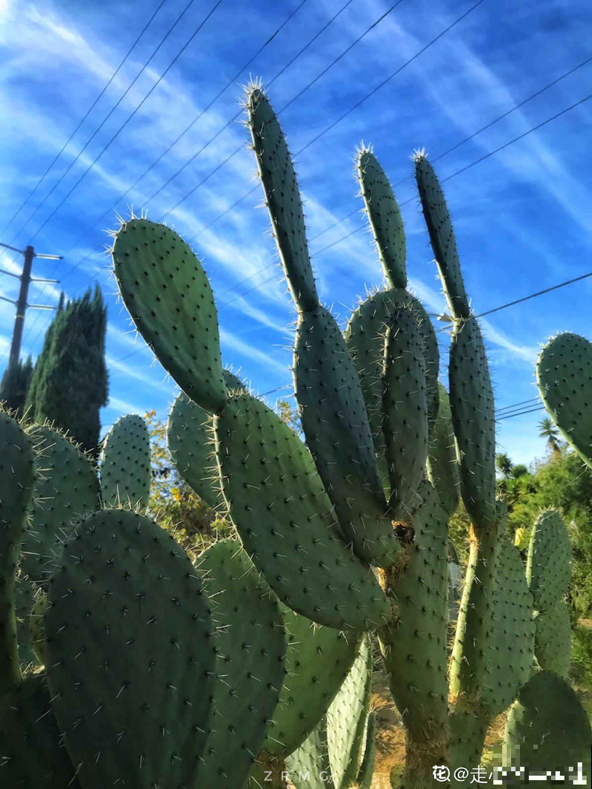 4种花喜欢恶劣环境，环境越差，长势反而更旺